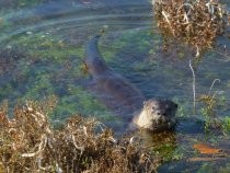 Richardson Bay river otter, 2014