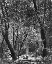 Muir Woods picnic, date unknown