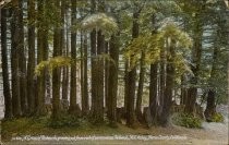 A Group of Redwoods, growing out from root of an immense Redwood