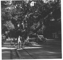 Throckmorton Avenue near Olive, circa 1950s