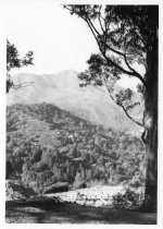 View of Mt Tamalpais from 438 Edgewood Avenue, circa 1950