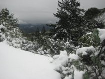 Snow covered trees on Mount Tamalpais, 2011