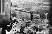 West Point Inn chicken yard, circa 1923