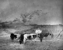 Historic "Cypress Knoll" house with cows, circa 1880s