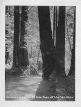 Trees and Trail in Muir Woods, circa 1914-20