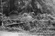 Tree Which Caved in Roof of the Old Mill, 1968