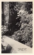 Redwood Bridge