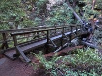 Muir Woods pedestrian tree bridge, 2019