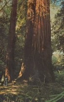 Ancient Redwood