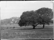 Sunnyside Tract before development, circa 1902