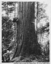 Tree with sign "The Twins" in Homestead Valley, date unknown