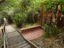 Madrona Steps looking down, 2018