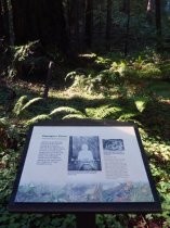 Muir Woods historic Bohemian Grove, 2019