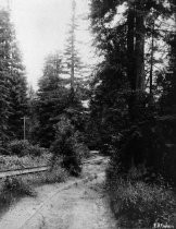 Mountain railroad tracks going up Blithedale Canyon, date unknown