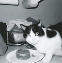 The Mill Valley Library cat, 1969