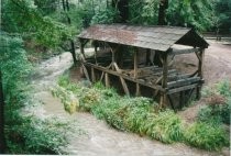 View of the Mill Valley Old Mill, 1/17/1998