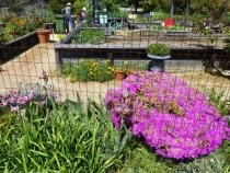 Redwoods Retirement Community flower beds, 2019