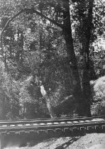 Train tracks on the Mount Tamalpais and Muir Woods Railroad, date unknown