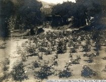 Stolte roses with Castle Rock in distance, circa 1921