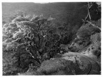 Gravity Car on the to Mill Valley, date unknown