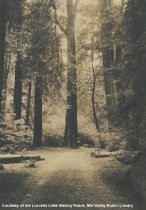 Redwood trees in Muir Woods, date unknown