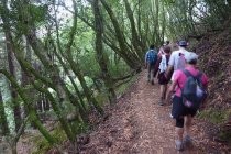 Dipsea Breast Cancer Hike, 2021