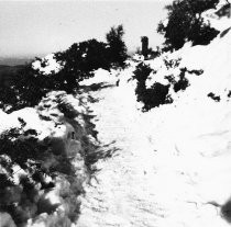 Snow on Mt. Tamalpais, 1973