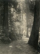 Trees in Muir Woods, circa 1914-1920