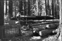 Tree cutting for home at Cascade and Laurel, 1998