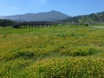 Pickleweed Inlet pedestrian bridge beyond flowers, 2019