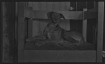 Billy the dog indoors, 1905