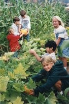 Mill Valley Children's Garden students in pumpkin patch, 1995-1996