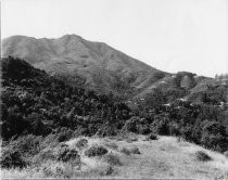 View towards Mount Tamalpais from Edgewood Avenue, circa 1950