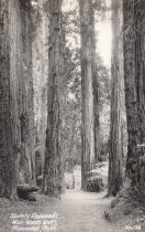 Stately Redwoods