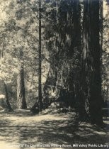 Trees in Muir Woods, circa 1914-1920