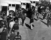 Tamalpais High students boarding school buses, early 1950s