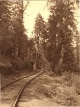 Photo of tracks on the Mount Tamalpais & Muir Woods Railroad, date unknown