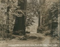 Muir Woods, date unknown