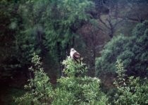 Red-tailed hawk, 2000