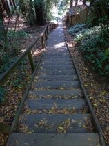 Dipsea Trail stairway, 2013