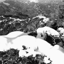 Snow on Mt. Tamalpais, 1973