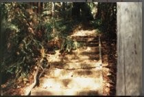 Path from Walnut to Catalpa, date unknown