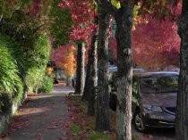 Lovell Avenue with fall colors, 2017