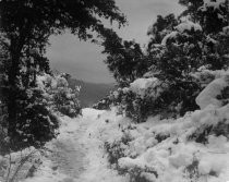 Snow on Mt. Tamalpais, 1922