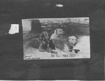 Joan and Arthur's three dogs, date unknown