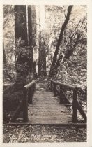 In the Muir Woods