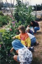 Mill Valley Children's Garden students weeding and harvesting, 1995-1996