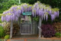 Outdoor Art Club entry gate, 2017