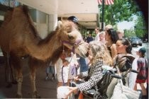 Cassie the camel at the Mill Valley Film Festival, circa 1999