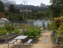 Edna Maguire campus - The Garden School planting beds, 2018